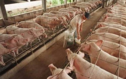 Situação da suinocultura é grave em função dos bloqueios nas estradas gaúchas