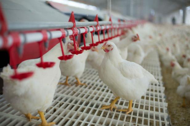 Frango e ovos ficam mais caros em março