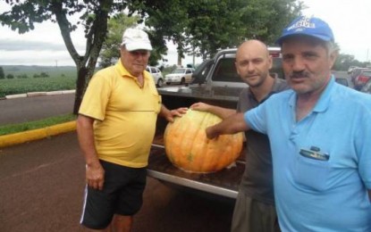 Moranga gigante é colhida por produtor de Boa Vista do Cadeado