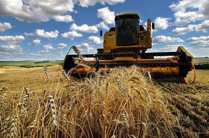 Tendencia é de melhoria no preço do trigo, aponta especialista