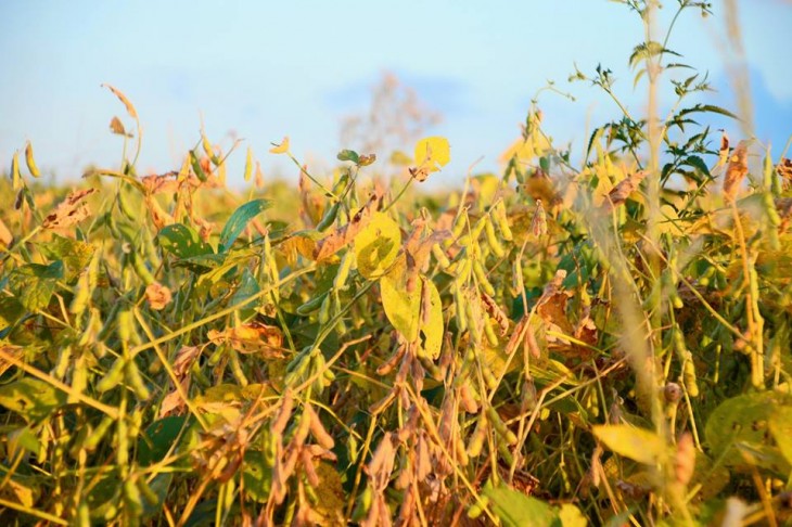 Colheita da soja chega a 40% da área plantada no RS, diz Emater