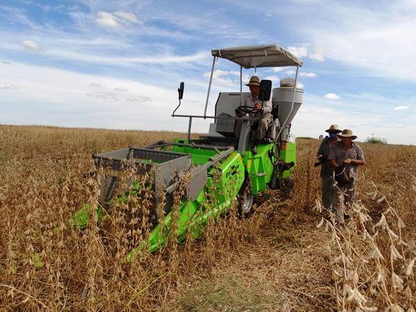 Campo experimental da Cotricampo avalia produtividades