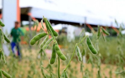 Rio Grande do Sul deve colher maior safra de grãos da história, aponta Emater
