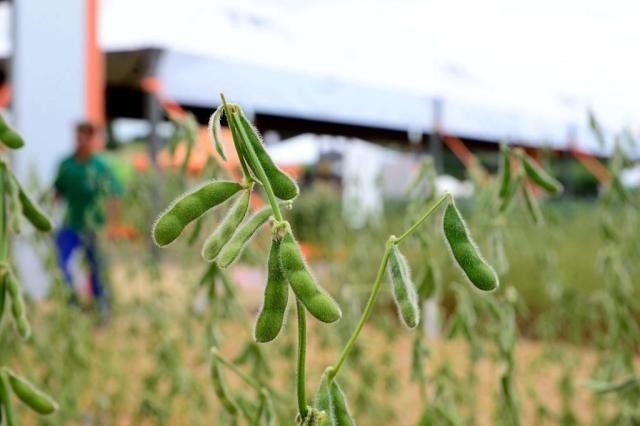 Rio Grande do Sul deve colher maior safra de grãos da história, aponta Emater