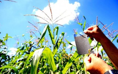 Biofábrica gaúcha produz vespas para combater pragas e reduzir uso de agrotóxicos nas lavouras