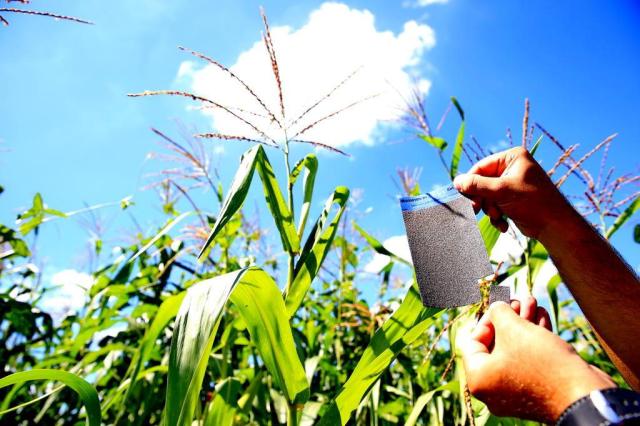Biofábrica gaúcha produz vespas para combater pragas e reduzir uso de agrotóxicos nas lavouras