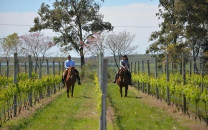 Com 15 vinícolas e investidores como Galvão Bueno, Campanha já produz 25% dos vinhos finos do Brasil