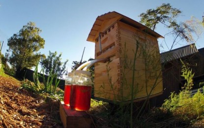 Sistema inteligente torna produção de mel mais segura para pessoas e abelhas
