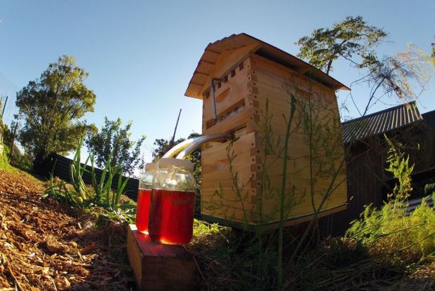Sistema inteligente torna produção de mel mais segura para pessoas e abelhas