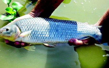 5 dicas para comprar o peixe certo na Semana Santa