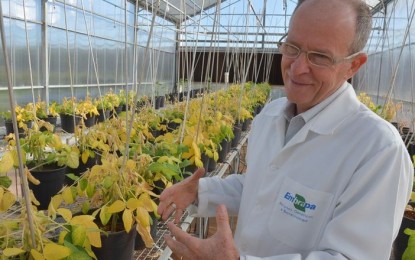 Pesquisadores extraem de soja transgênica composto contra a aids