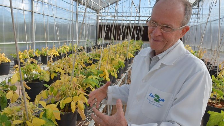 Pesquisadores extraem de soja transgênica composto contra a aids