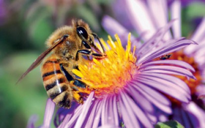 Quatorze variedades diferentes de abelhas sem ferrão são apresentadas na parcela de Apicultura
