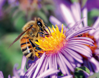 Quatorze variedades diferentes de abelhas sem ferrão são apresentadas na parcela de Apicultura