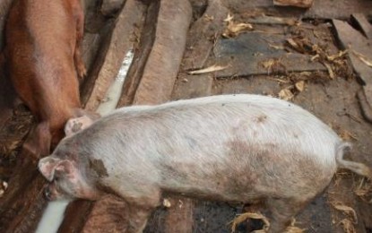 Bolso vazio, fome e desperdício no campo: greve dos caminhoneiros assola a agricultura