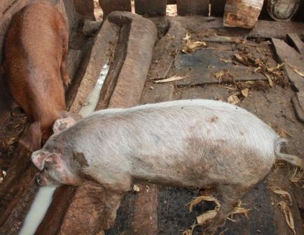Bolso vazio, fome e desperdício no campo: greve dos caminhoneiros assola a agricultura