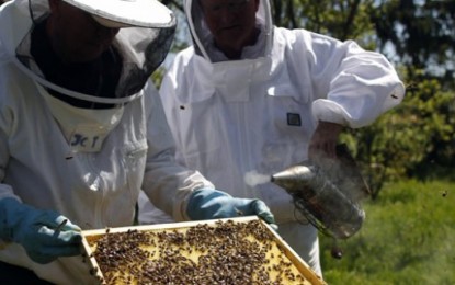 Colmeias dão mais mel com abelhas rainhas criadas em laboratório