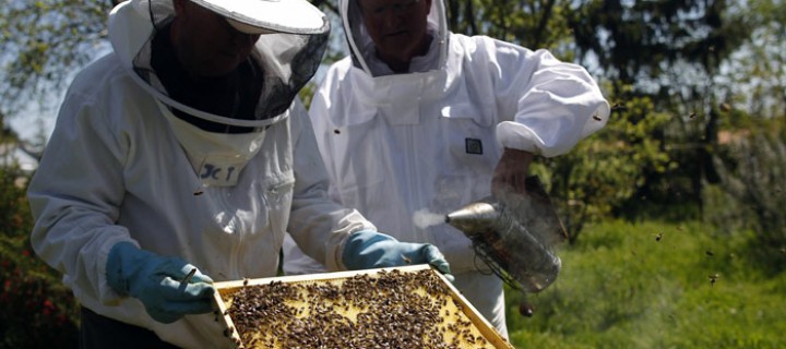 Colmeias dão mais mel com abelhas rainhas criadas em laboratório