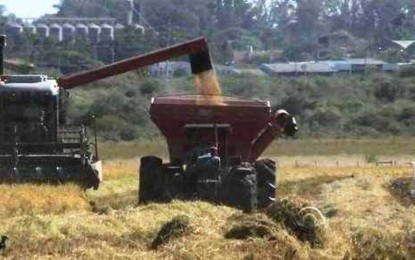 Tempo seco ajuda, e produtores de arroz comemoram colheita no RS