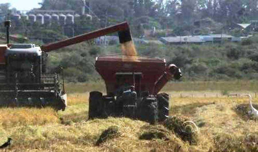 Tempo seco ajuda, e produtores de arroz comemoram colheita no RS