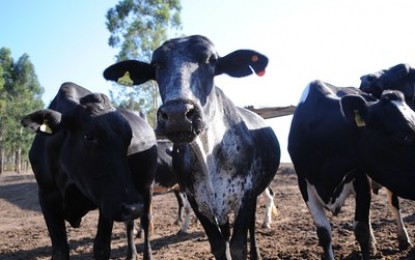 Governo combaterá tuberculose e brucelose em animais no RS, PR GO e MG