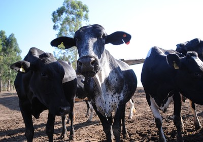 Governo combaterá tuberculose e brucelose em animais no RS, PR GO e MG