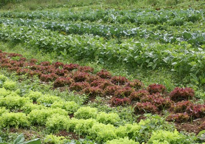Tecnologia alia produtividade a uso sustentável de água na lavoura