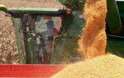 Rio Grande do Sul deve ter nesta safra a maior produtividade de milho da história