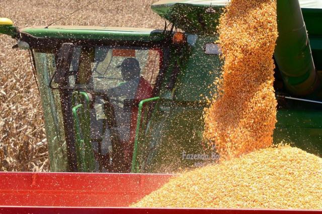 Rio Grande do Sul deve ter nesta safra a maior produtividade de milho da história