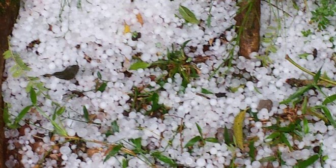 Temporal causa prejuízos nas lavouras de soja e de milho no interior de Tenente Portela