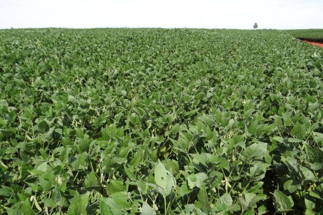 Safra recorde deverá render R$ 23 bi na economia gaúcha