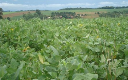 Dólar alto favorece venda da safra, mas pode elevar custos