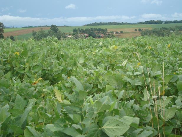 Dólar alto favorece venda da safra, mas pode elevar custos