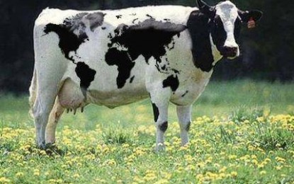 Problemas na agropecuária também preocupam a região