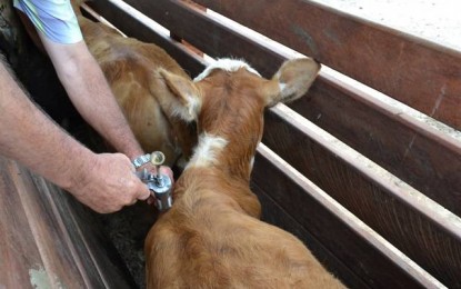 Vacinação contra aftosa começa em menos de um mês