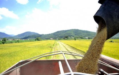 RS tem 78,3% da área de arroz colhida