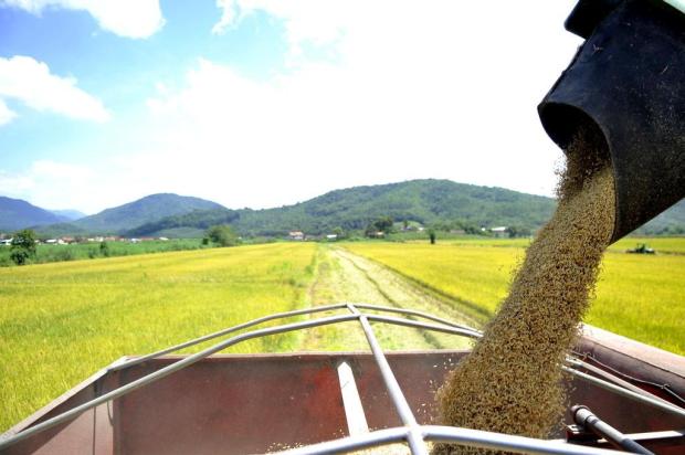 RS tem 78,3% da área de arroz colhida