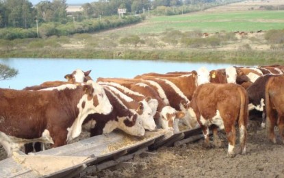 Expansão da área de grãos e busca por mais eficiência estimulam confinamento de gado no Rio Grande do Sul
