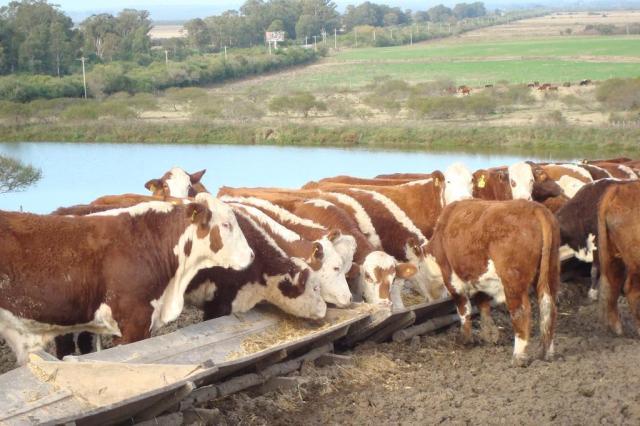 Expansão da área de grãos e busca por mais eficiência estimulam confinamento de gado no Rio Grande do Sul