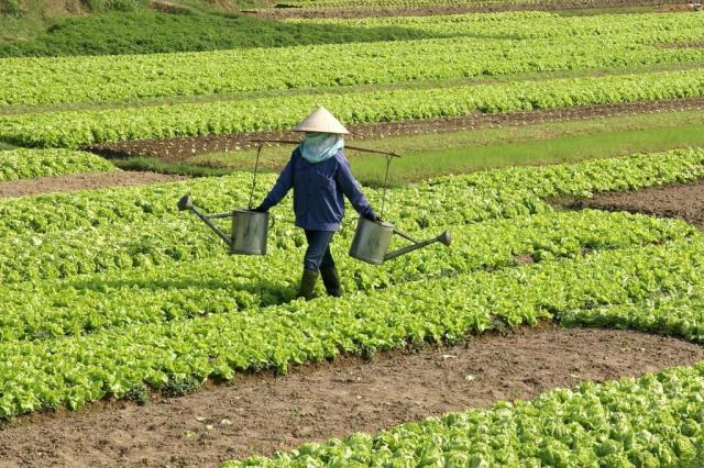 Instituto Nacional de Câncer alerta para excesso de uso de agrotóxicos no Brasil