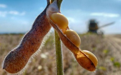 Recorde na soja terá resultado positivo para cooperativas gaúchas