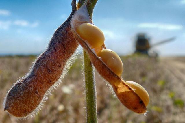 Colheita da soja é concluída na abrangência da Emater regional de Ijuí
