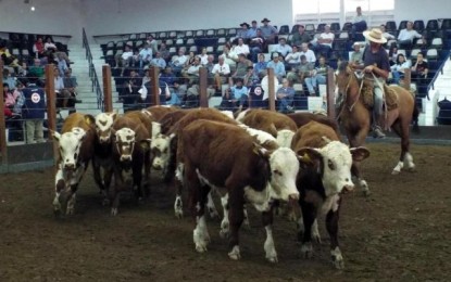 Apesar de preço maior, incerteza sobre crédito vira desafio nas feiras de terneiros