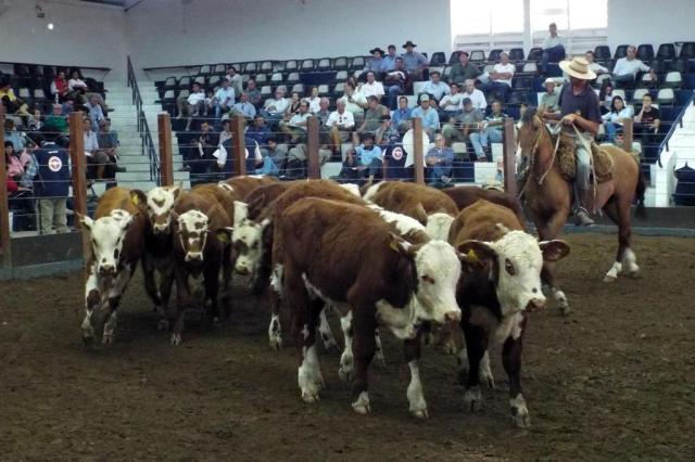 Apesar de preço maior, incerteza sobre crédito vira desafio nas feiras de terneiros