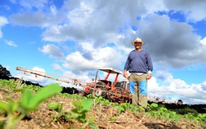Alto custo de produção deve provocar redução na área plantada de trigo