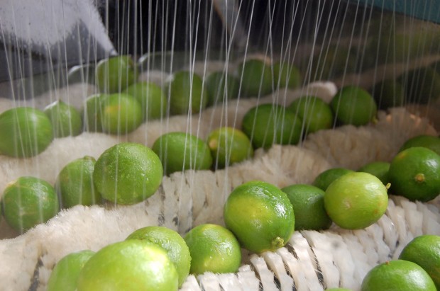 Novo processo de pós-colheita livra frutas de fungicidas e agroquímicos