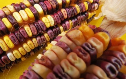 Tenente Portela realiza Mostra da Agrobiodiversidade para salvar espécies da extinção