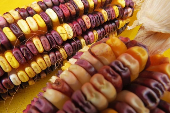 Tenente Portela realiza Mostra da Agrobiodiversidade para salvar espécies da extinção