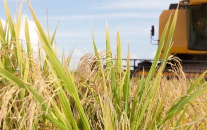 Colheita do arroz no Estado chega a 64,4% da área plantada