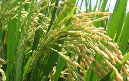 Cientistas desenvolvem sementes de arroz transgênico com anticorpo anti-HIV